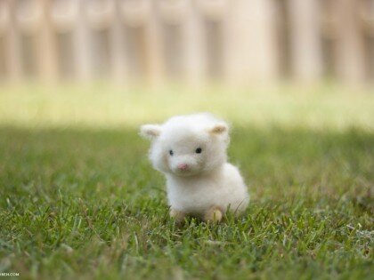 Baby Sheep